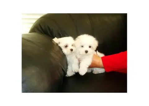 Adorable Snow White coat Maltese Puppies for Sale