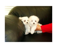 Adorable Snow White coat Maltese Puppies for Sale