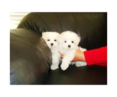 Adorable Snow White coat Maltese Puppies for Sale - 2