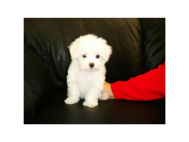 Adorable Snow White coat Maltese Puppies for Sale in San