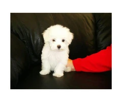 Adorable Snow White coat Maltese Puppies for Sale - 3