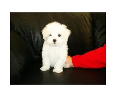 Adorable Snow White coat Maltese Puppies for Sale - 4