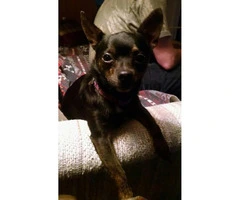 3 year old male chihuahua for sale - 2