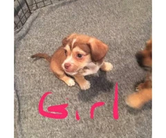 10 weeks old Chiweenie Puppies for Sale - 3