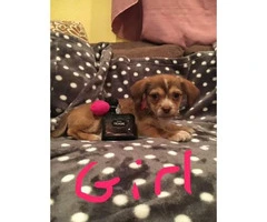 10 weeks old Chiweenie Puppies for Sale - 5