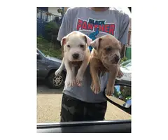 Pit bull puppies with registry papers