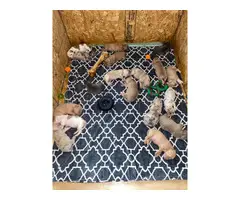 Pit bull puppies with registry papers - 2