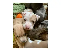 Pit bull puppies with registry papers - 3