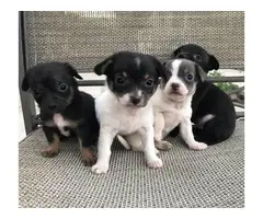 2 months old Chiweenies looking for caring homes