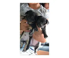 2 months old Chiweenies looking for caring homes - 4