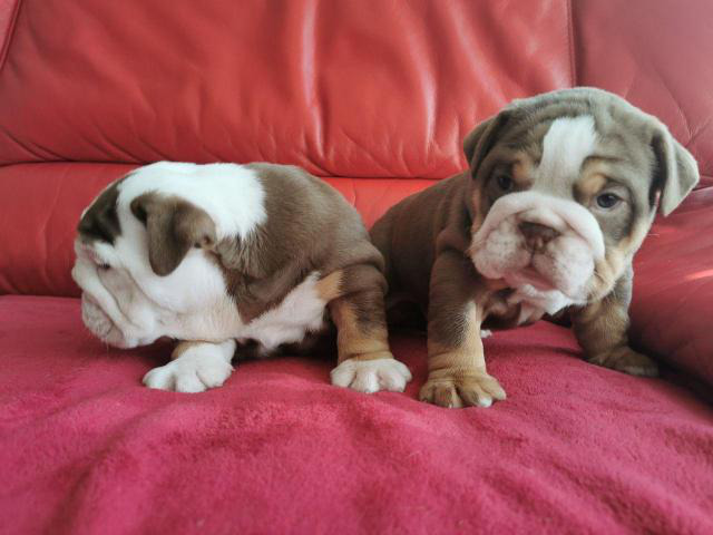 Bulldogs for sale in missouri 