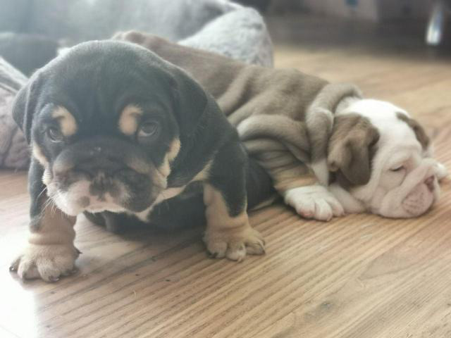 Stunning English Bulldogs in Groton, Connecticut Puppies