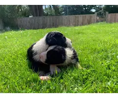 Border Collies puppies for sale