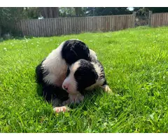 Border Collies puppies for sale - 2