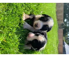 Border Collies puppies for sale - 3