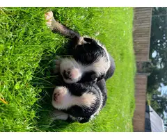 Border Collies puppies for sale - 4