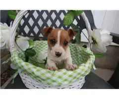 Jack Russell Terrier - 1