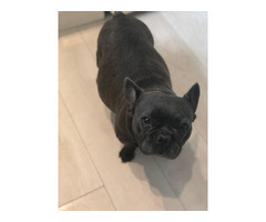 17 HQ Pictures Blue Merle French Bulldog For Sale Near Me - Blue Pied French Bulldog For Sale Near Me - Pets Ideas