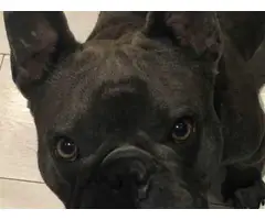Blue French Bulldog Puppies Akc Registered - 2