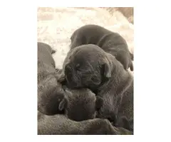 Blue French Bulldog Puppies Akc Registered - 3