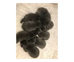 Blue French Bulldog Puppies Akc Registered - 4