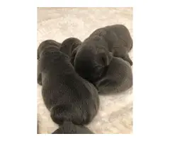 Blue French Bulldog Puppies Akc Registered - 5