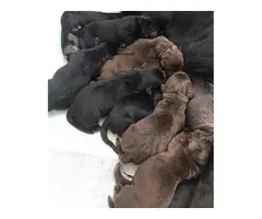 6 weeks old full breed lab puppies to be rehomed