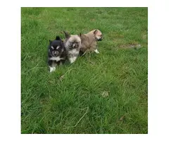 Pomsky puppies - 2