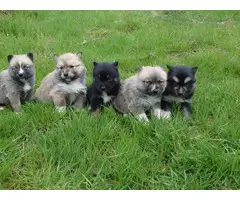 Pomsky puppies - 3