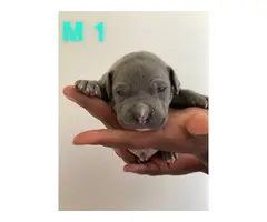 Two American bully boy puppies for sale