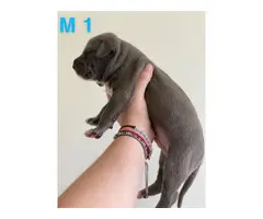 Two American bully boy puppies for sale - 2