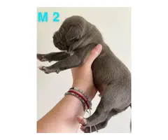 Two American bully boy puppies for sale - 4