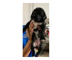 4 females and 3 males Boxer German shorthaired pointer puppies