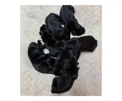 4 females and 3 males Boxer German shorthaired pointer puppies - 2