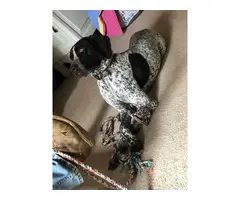 4 females and 3 males Boxer German shorthaired pointer puppies - 6