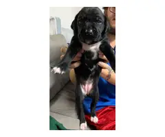 4 females and 3 males Boxer German shorthaired pointer puppies - 7