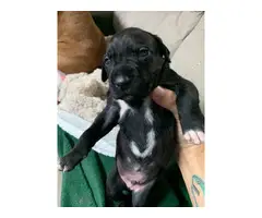 4 females and 3 males Boxer German shorthaired pointer puppies - 10