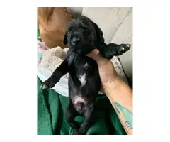 4 females and 3 males Boxer German shorthaired pointer puppies - 11