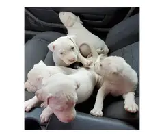 7 American Bully puppies available