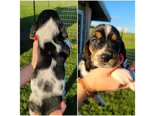 11 males 2 females Basset Hound puppies
