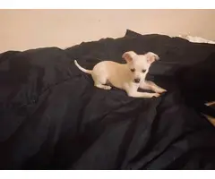 8 weeks old Chihuahua / dachshund puppy