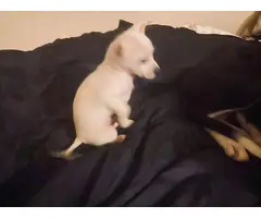8 weeks old Chihuahua / dachshund puppy - 3