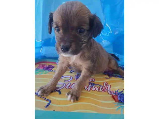 Two months old Shiranian puppy for sale - 1/2