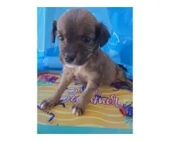 Two months old Shiranian puppy for sale