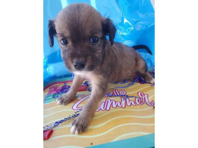 Two months old Shiranian puppy for sale - 2/2