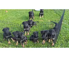 Full blooded German Shepherd Puppies 1 male, and 5 females - 1