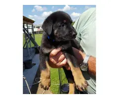 Full blooded German Shepherd Puppies 1 male, and 5 females - 2