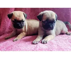 Purebred pug puppies looking for a new family - 2