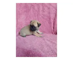 Purebred pug puppies looking for a new family - 3