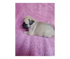 Purebred pug puppies looking for a new family - 4
